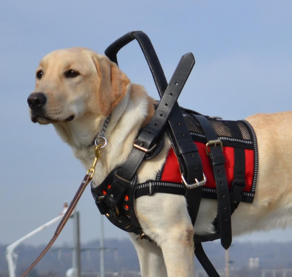 Service Dogs for Children with Cerebral Palsy | The Becker Law Firm